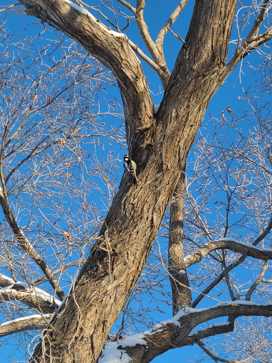 Downy Woodpecker - ML516174841