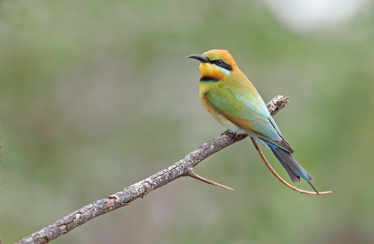 Rainbow Bee-eater - Sam Woods