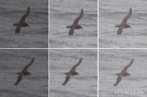 Gray-faced Petrel - ML51617521