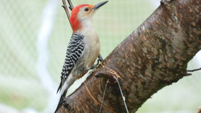 Red-bellied Woodpecker - ML516175801