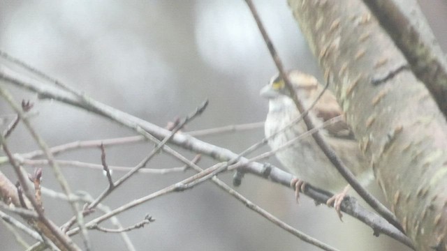 White-throated Sparrow - ML516176911