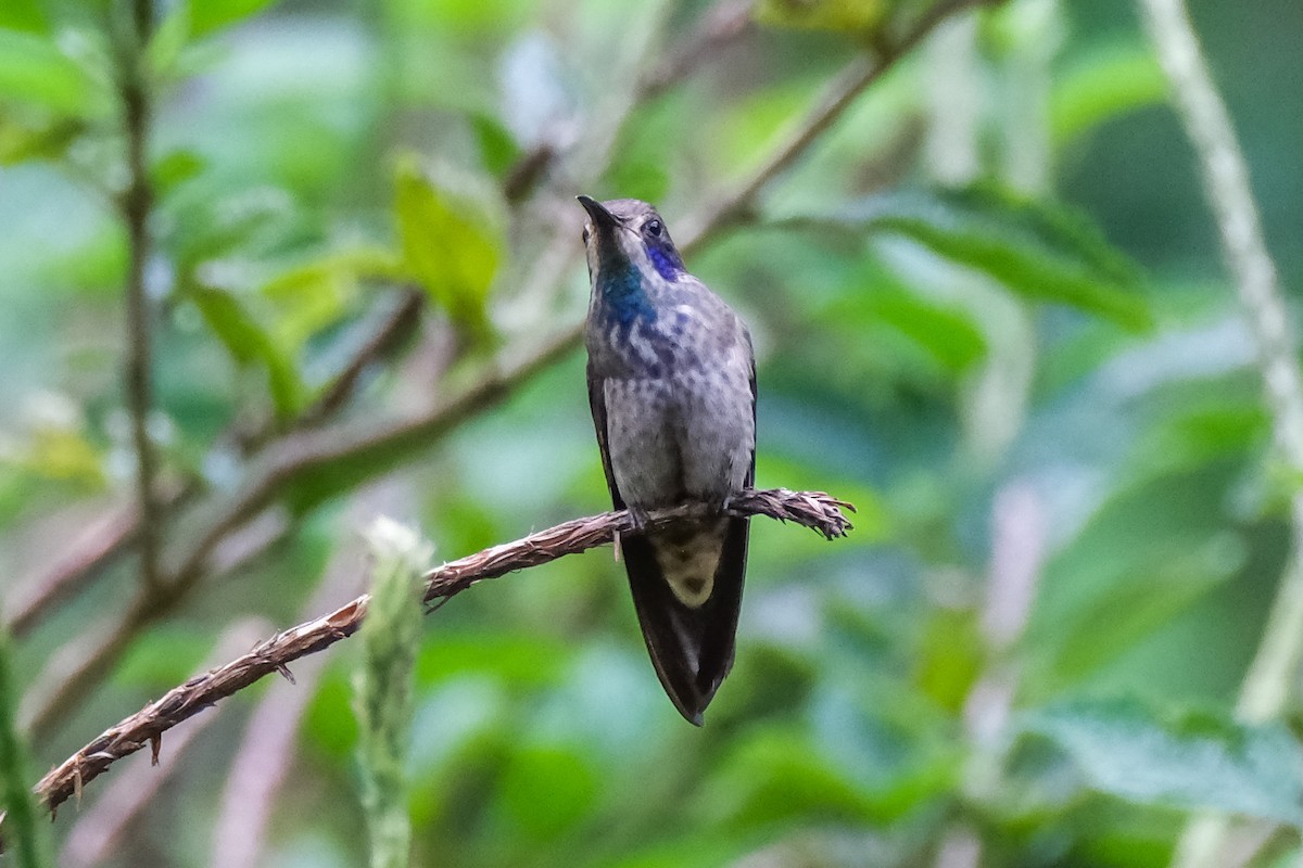 Brown Violetear - ML516179771