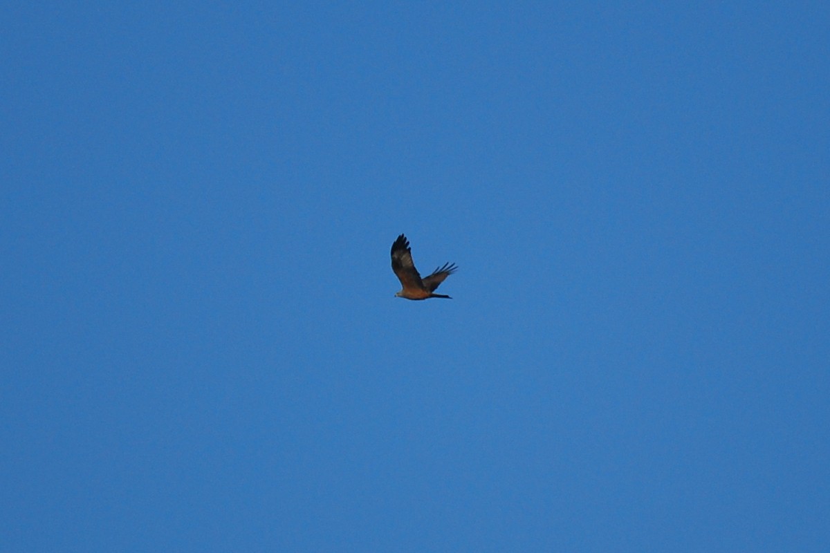 Black Kite - ML51618031