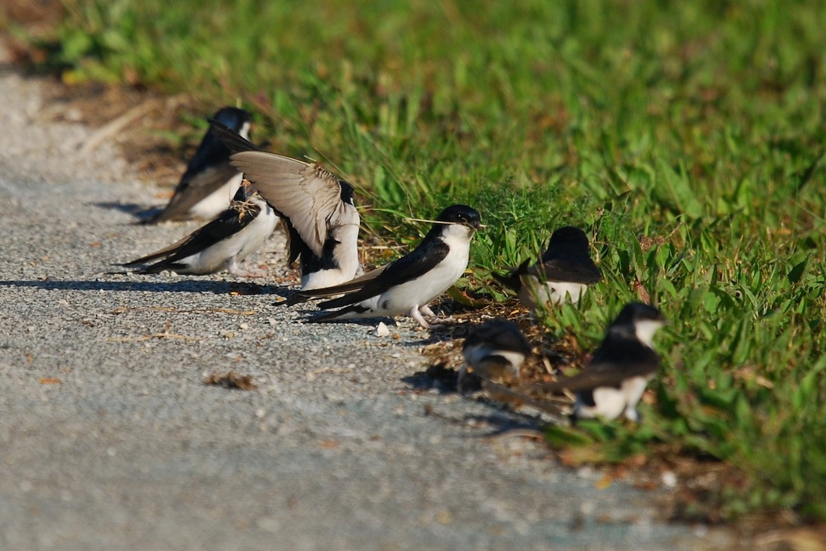 Western House-Martin - ML51618041