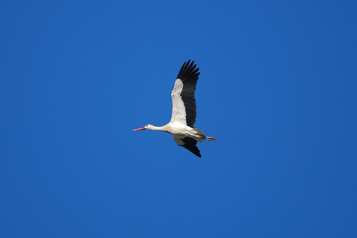 White Stork - Andre Vieira