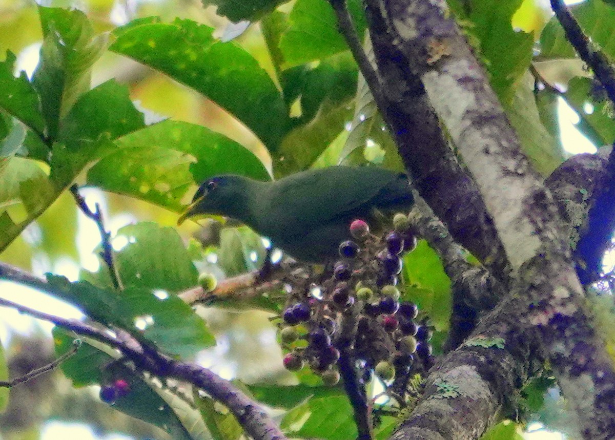 Dwarf Fruit-Dove - ML516181111