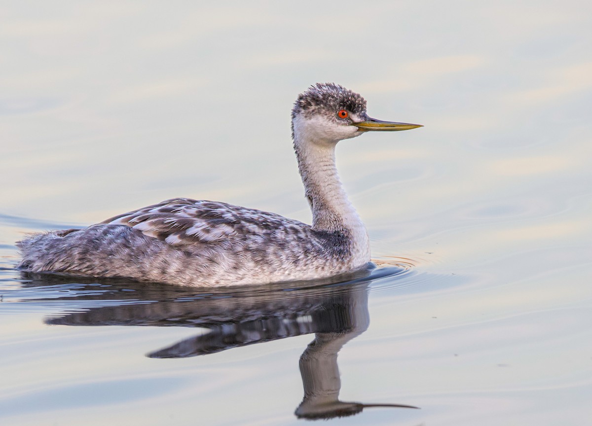 Western Grebe - ML516181461