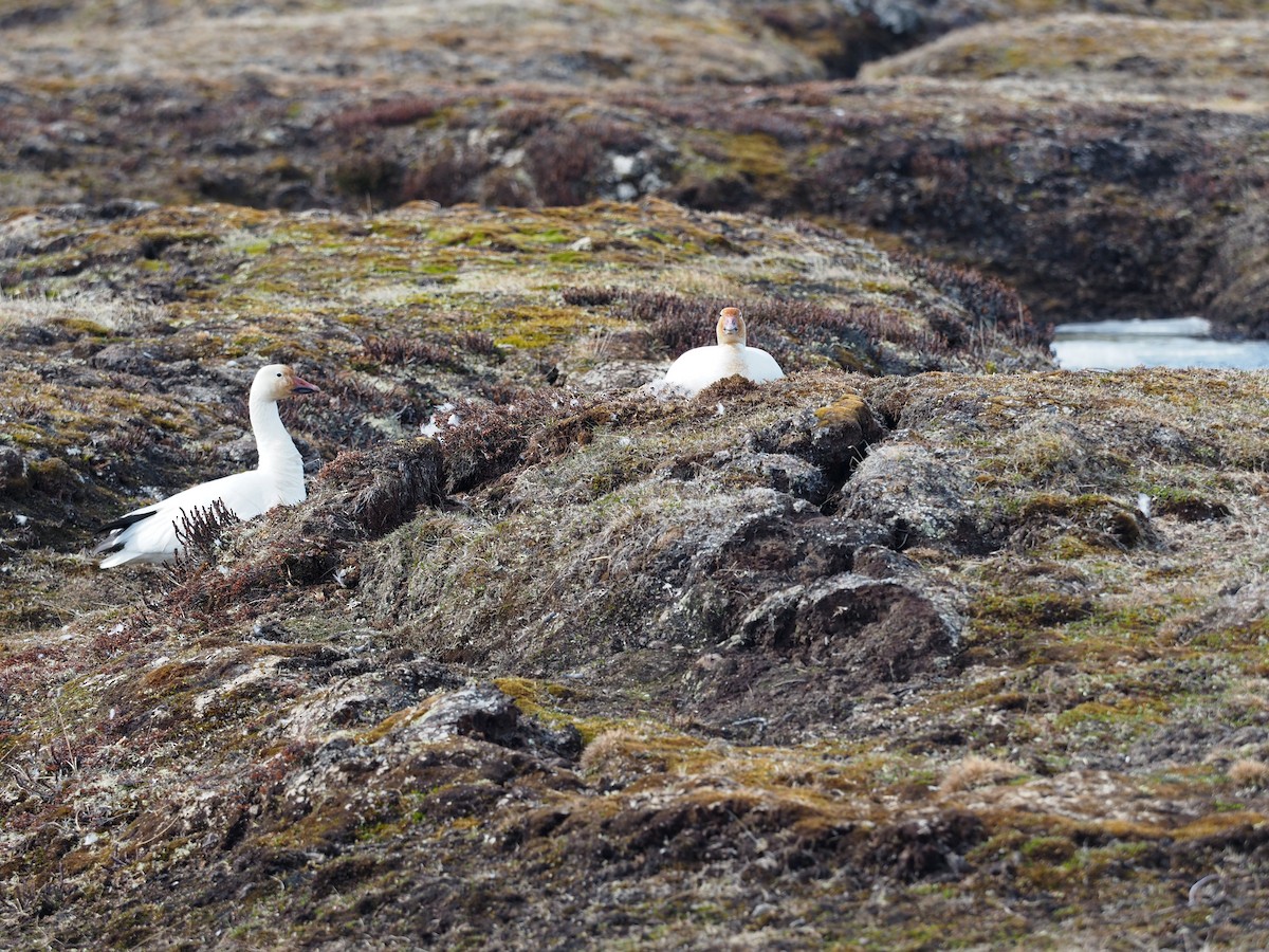 Snow Goose - Thierry Grandmont