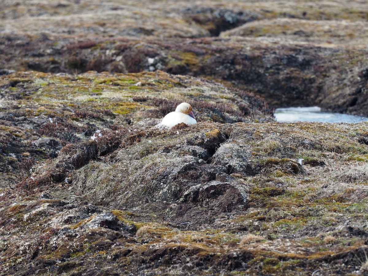 Snow Goose - Thierry Grandmont