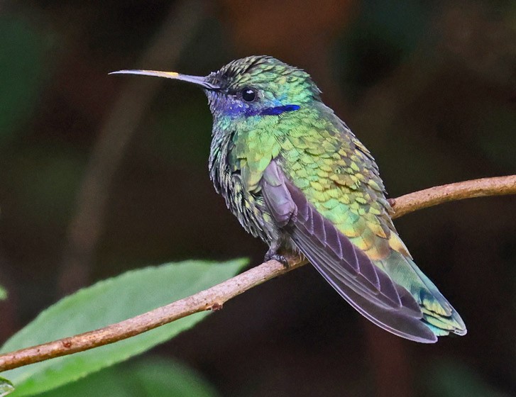 kolibřík modrouchý - ML516181861