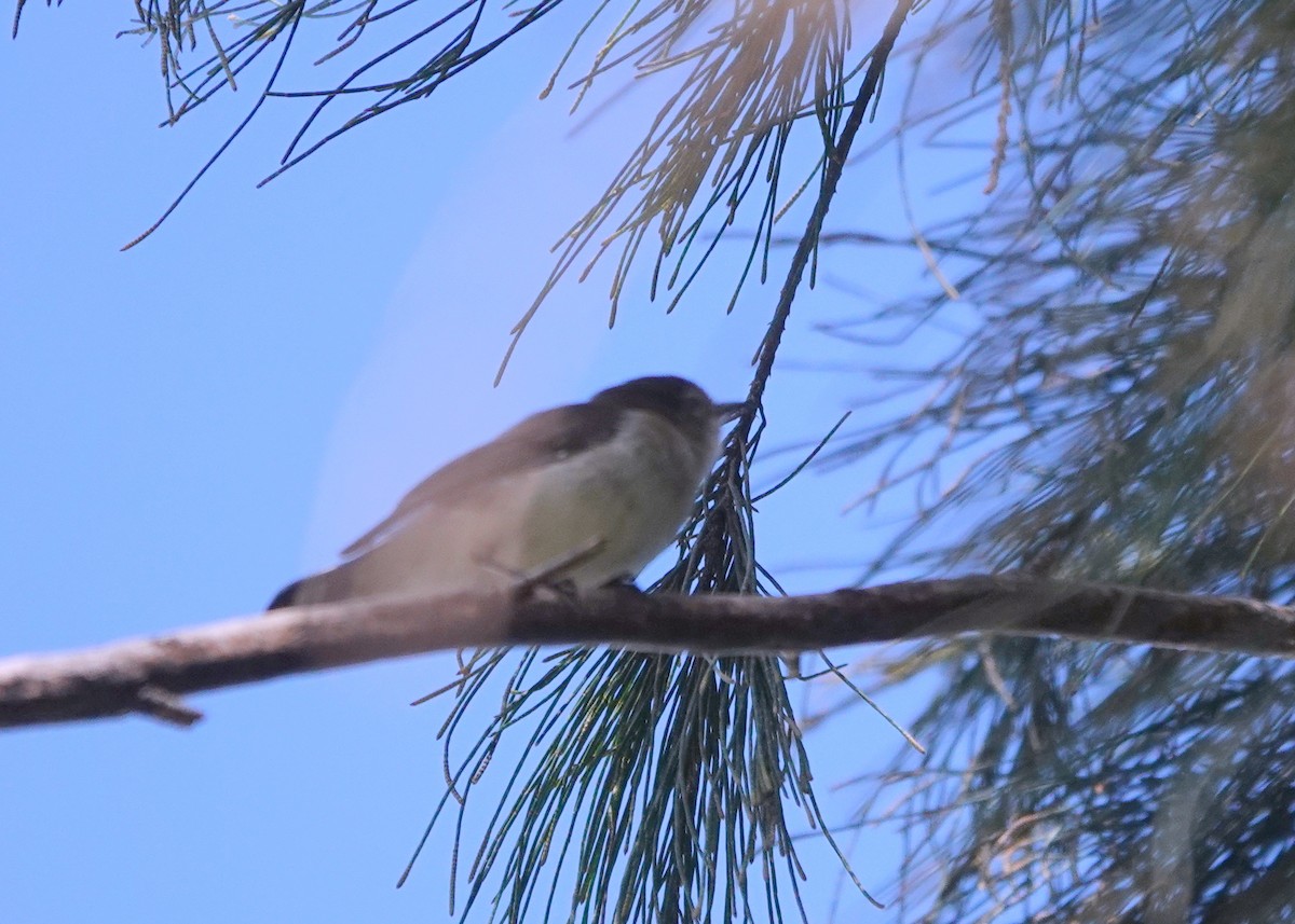 Gray Thornbill - ML516182141