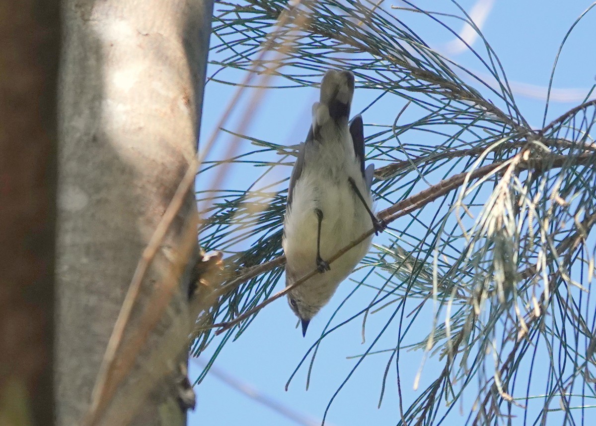 Gray Thornbill - ML516182151