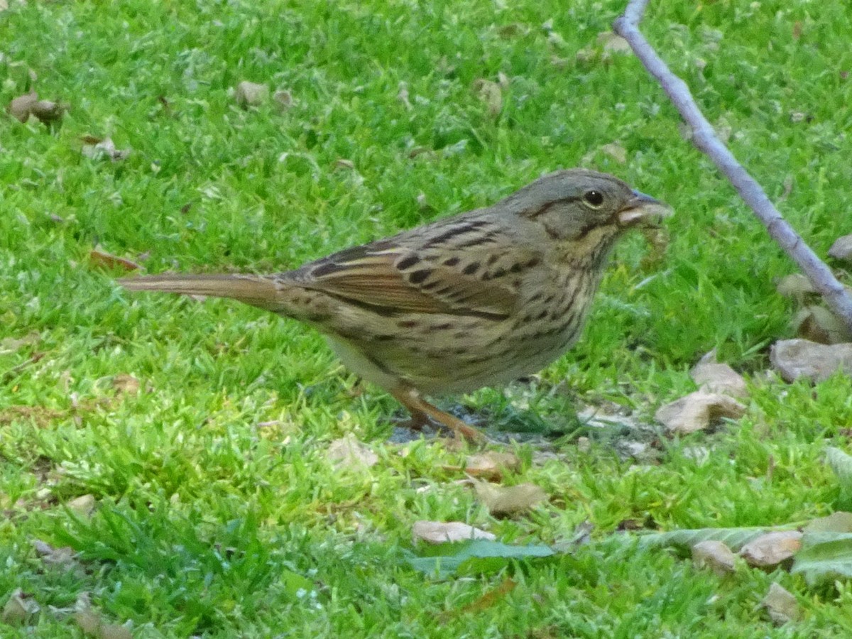 Lincoln's Sparrow - ML516182541