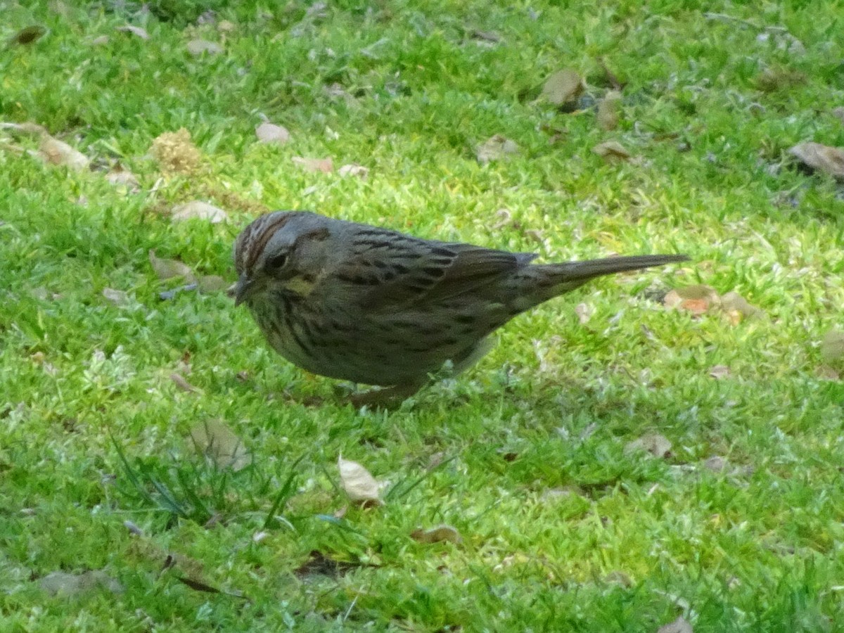 Lincoln's Sparrow - ML516182551