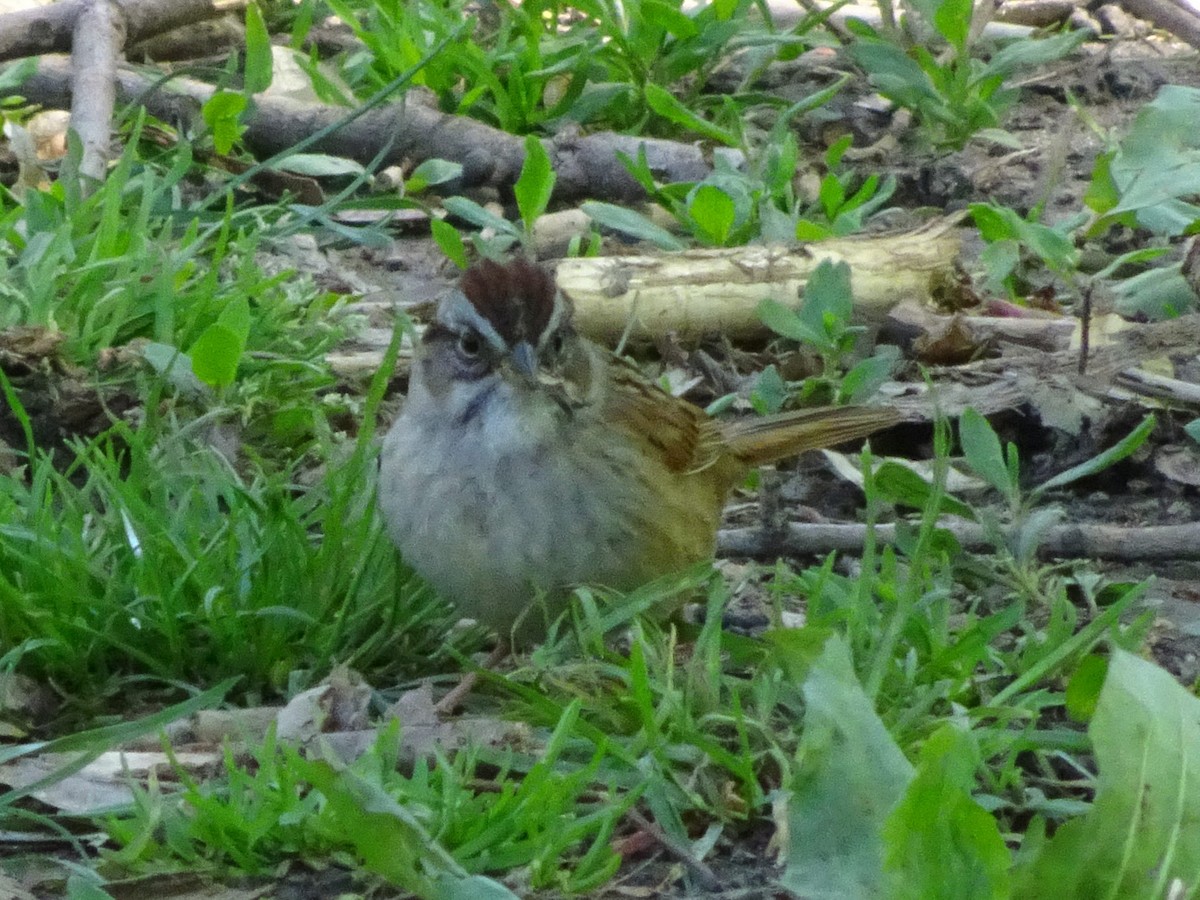 Swamp Sparrow - ML516182591
