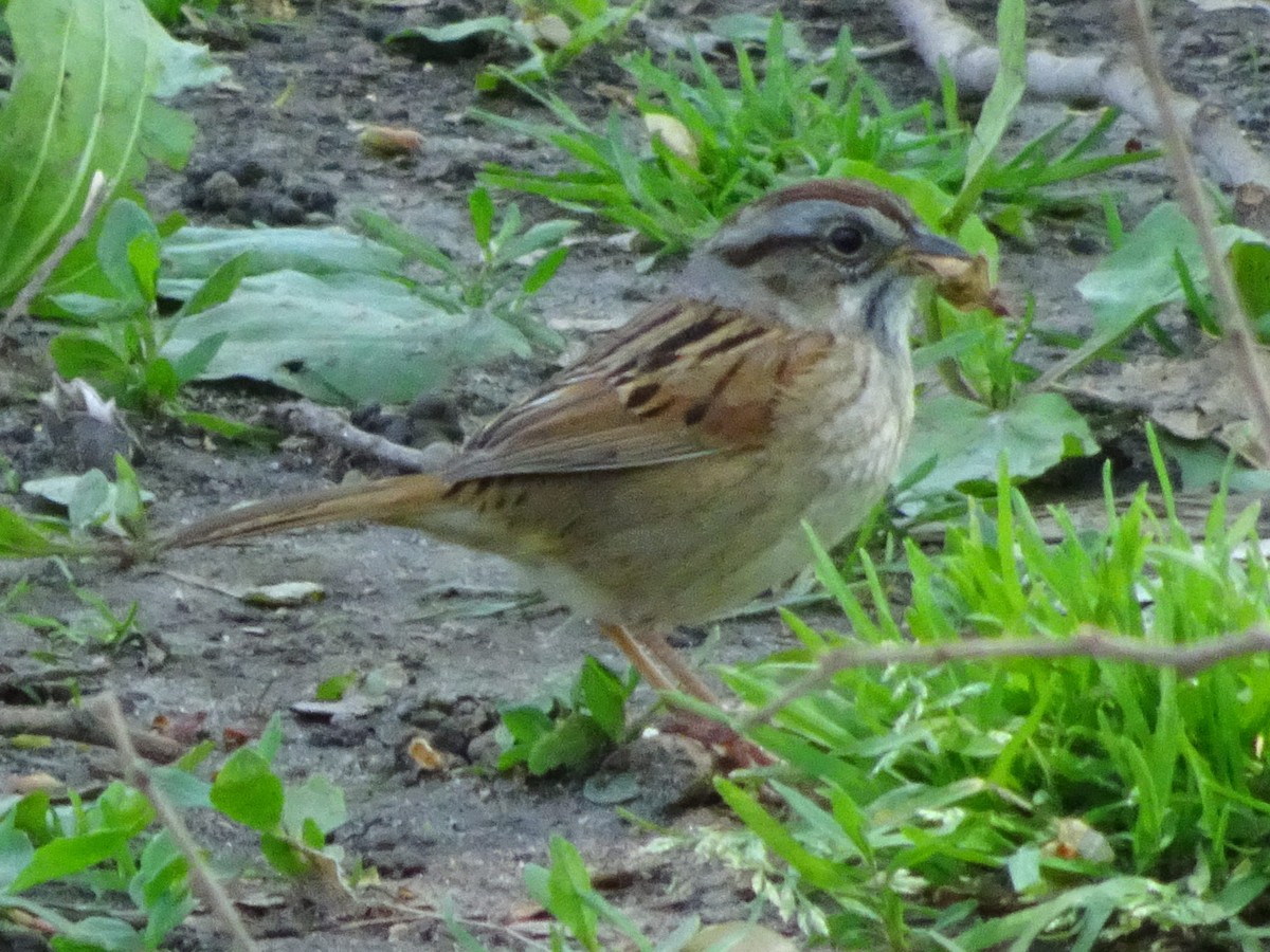 Swamp Sparrow - ML516182601