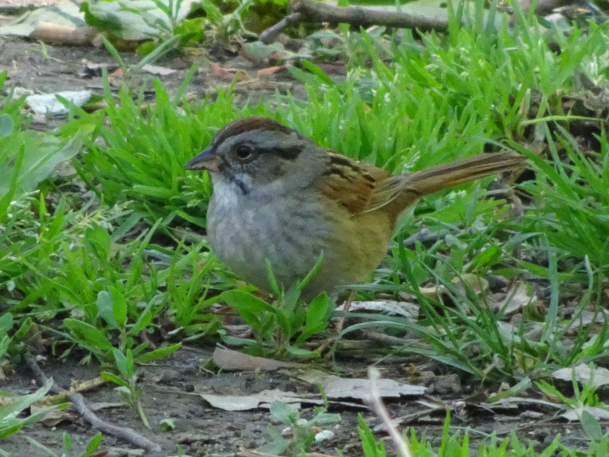 Swamp Sparrow - ML516182611
