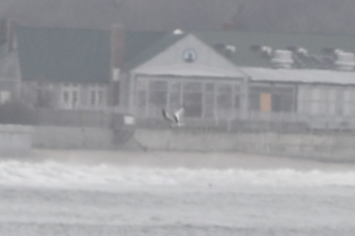 Sabine's Gull - ML516182691