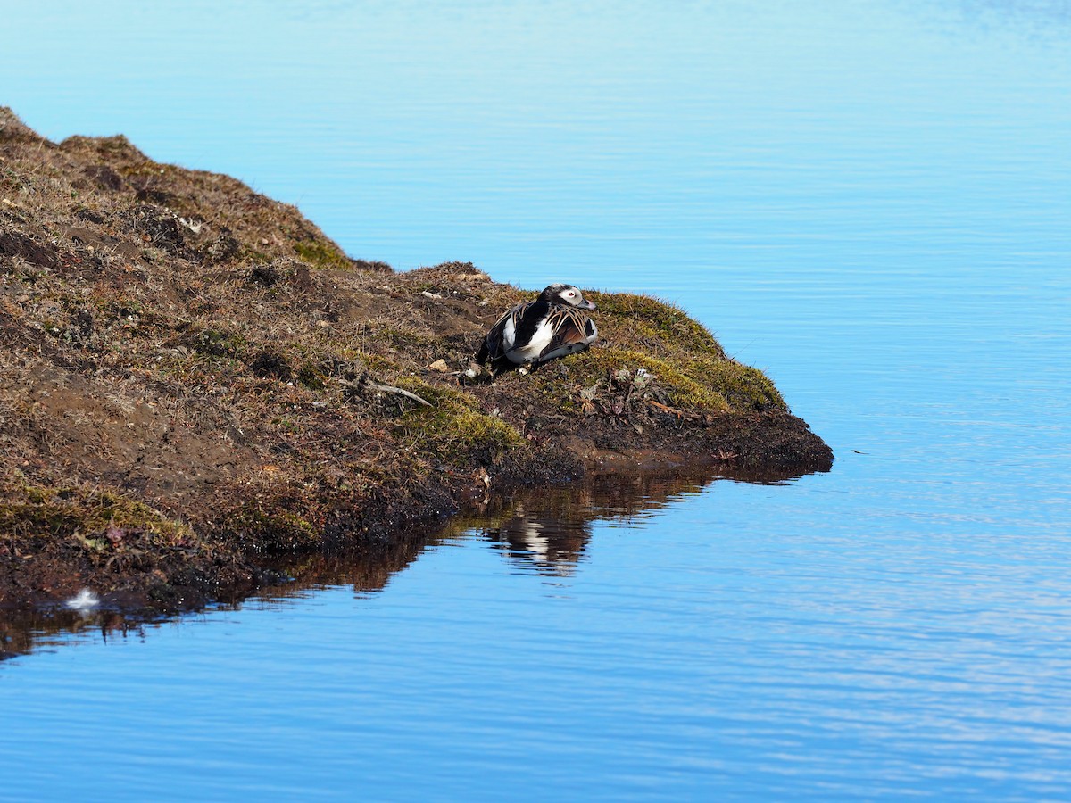 Long-tailed Duck - ML516183351