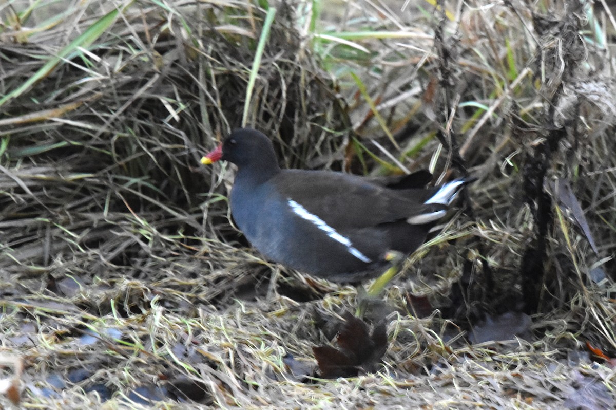 Gallinule poule-d'eau - ML516183791