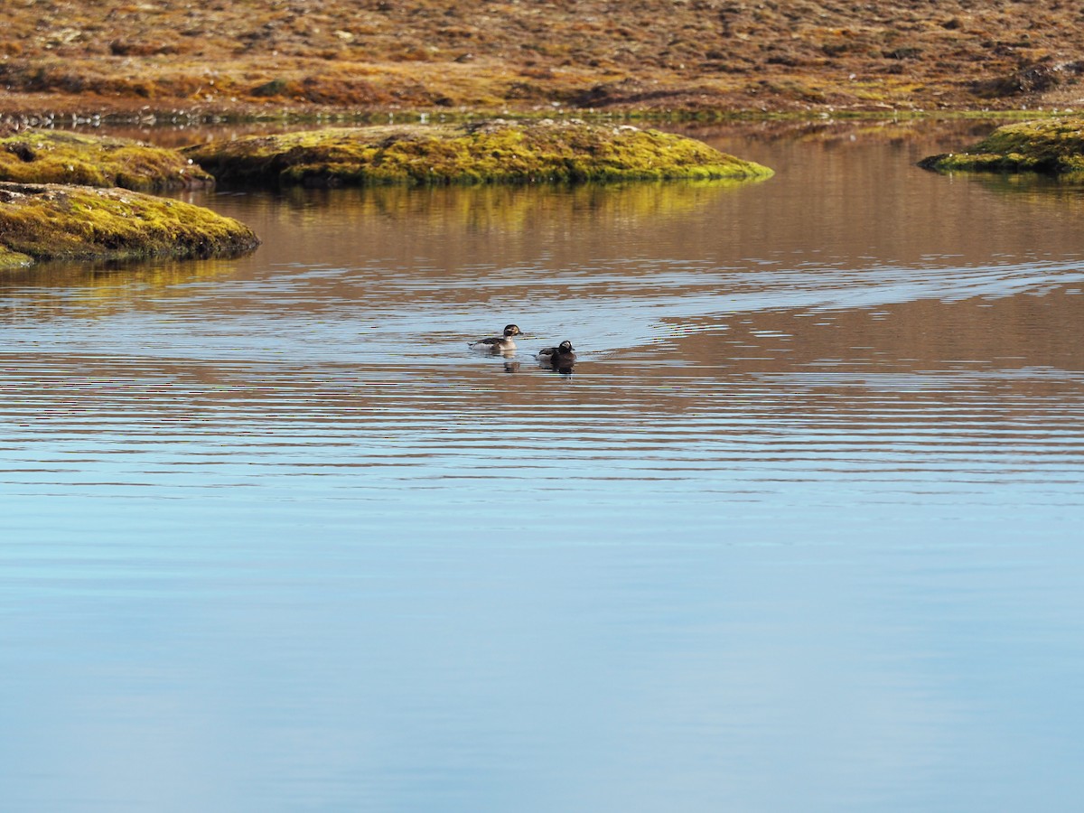 Long-tailed Duck - ML516183881