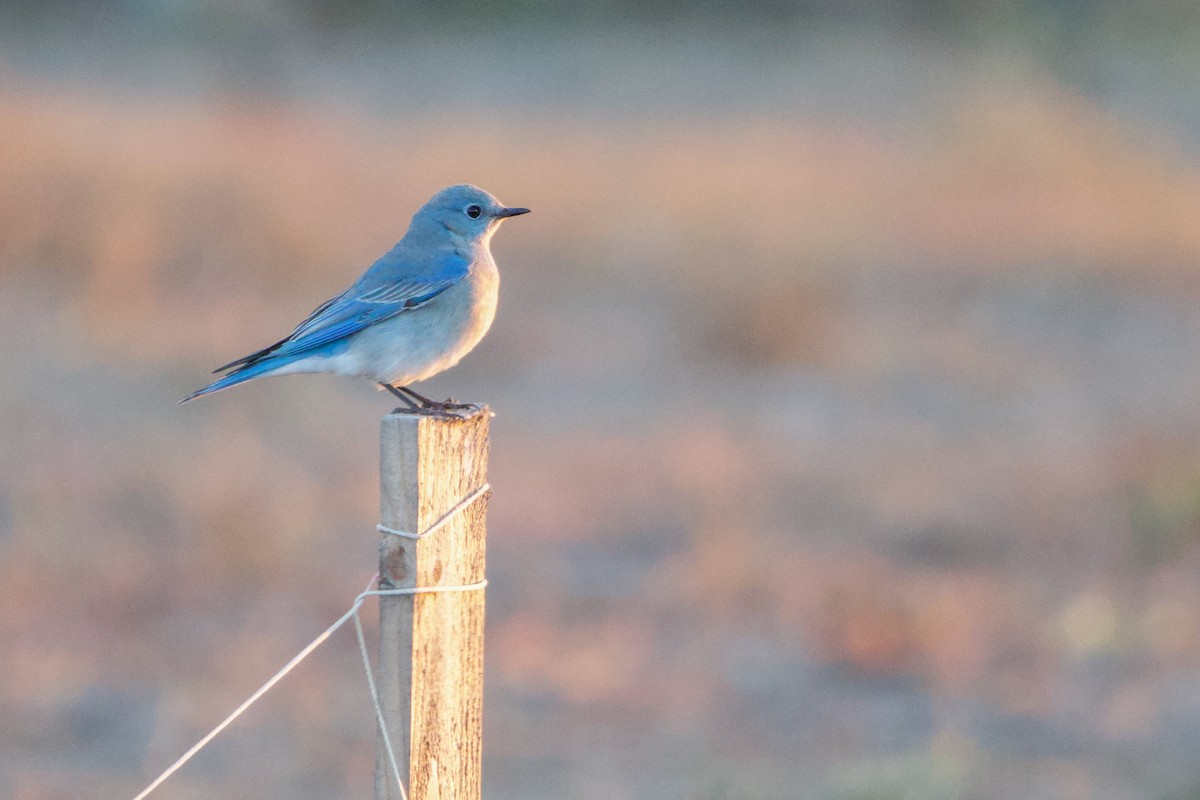 Mountain Bluebird - ML516187221