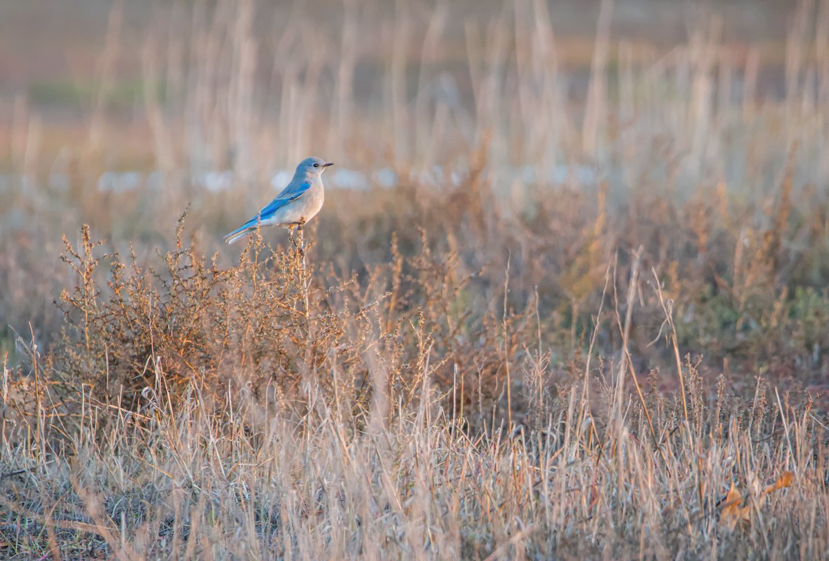 Mountain Bluebird - ML516187231