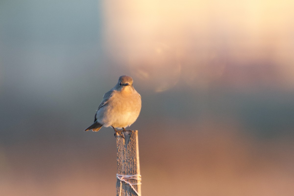 Mountain Bluebird - ML516187241
