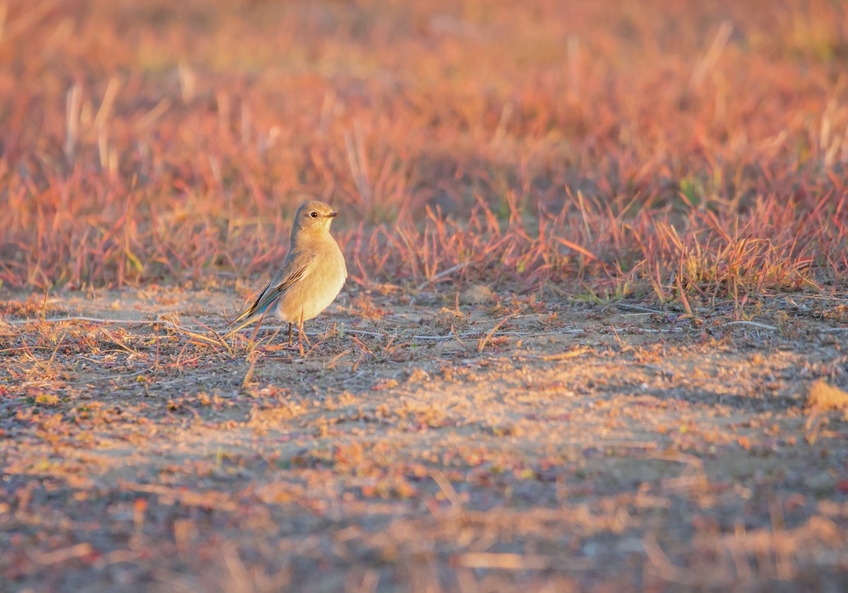 Mountain Bluebird - ML516187261