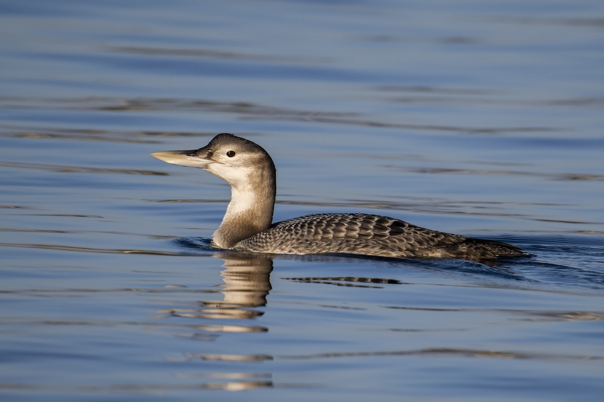 Yellow-billed Loon - ML516187281
