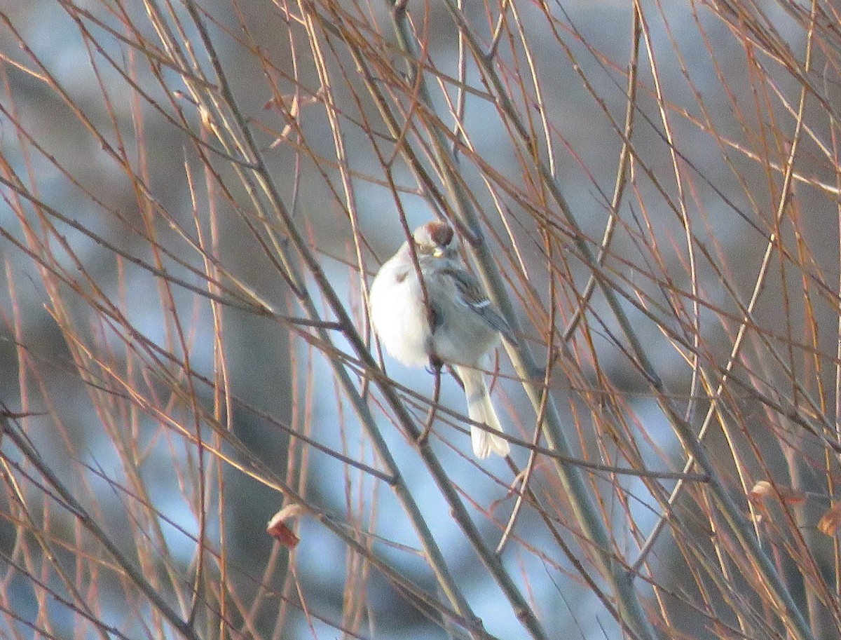 American Tree Sparrow - ML516187691