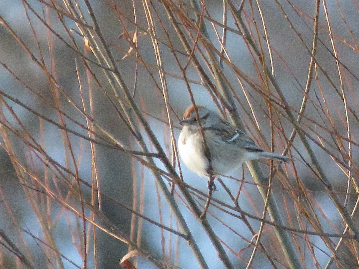 American Tree Sparrow - ML516187701
