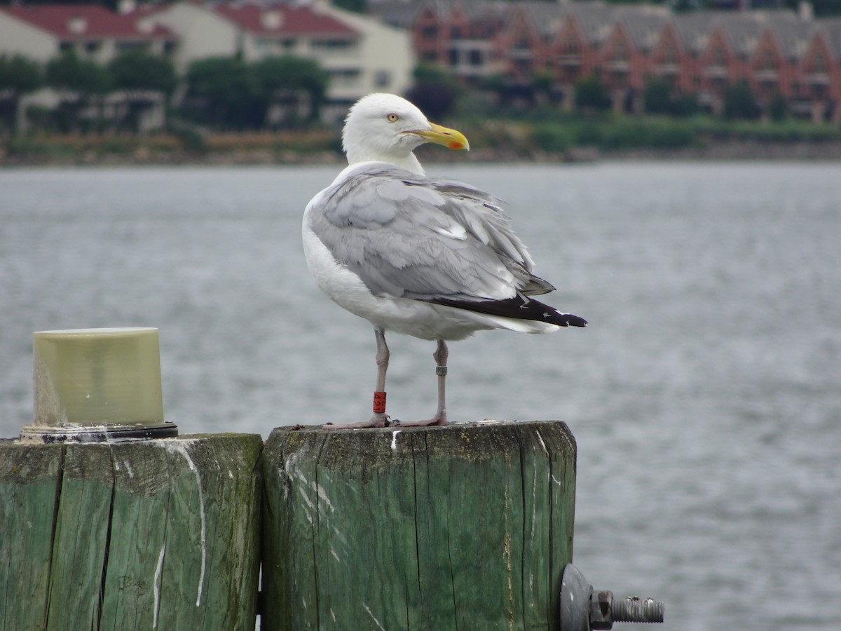 Herring Gull - ML516187991