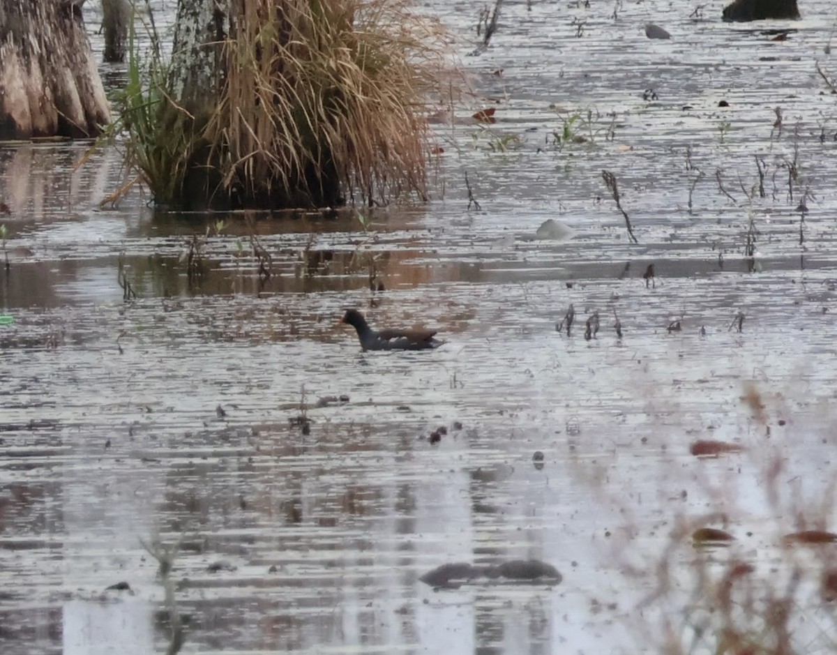 Common Gallinule - ML516188071