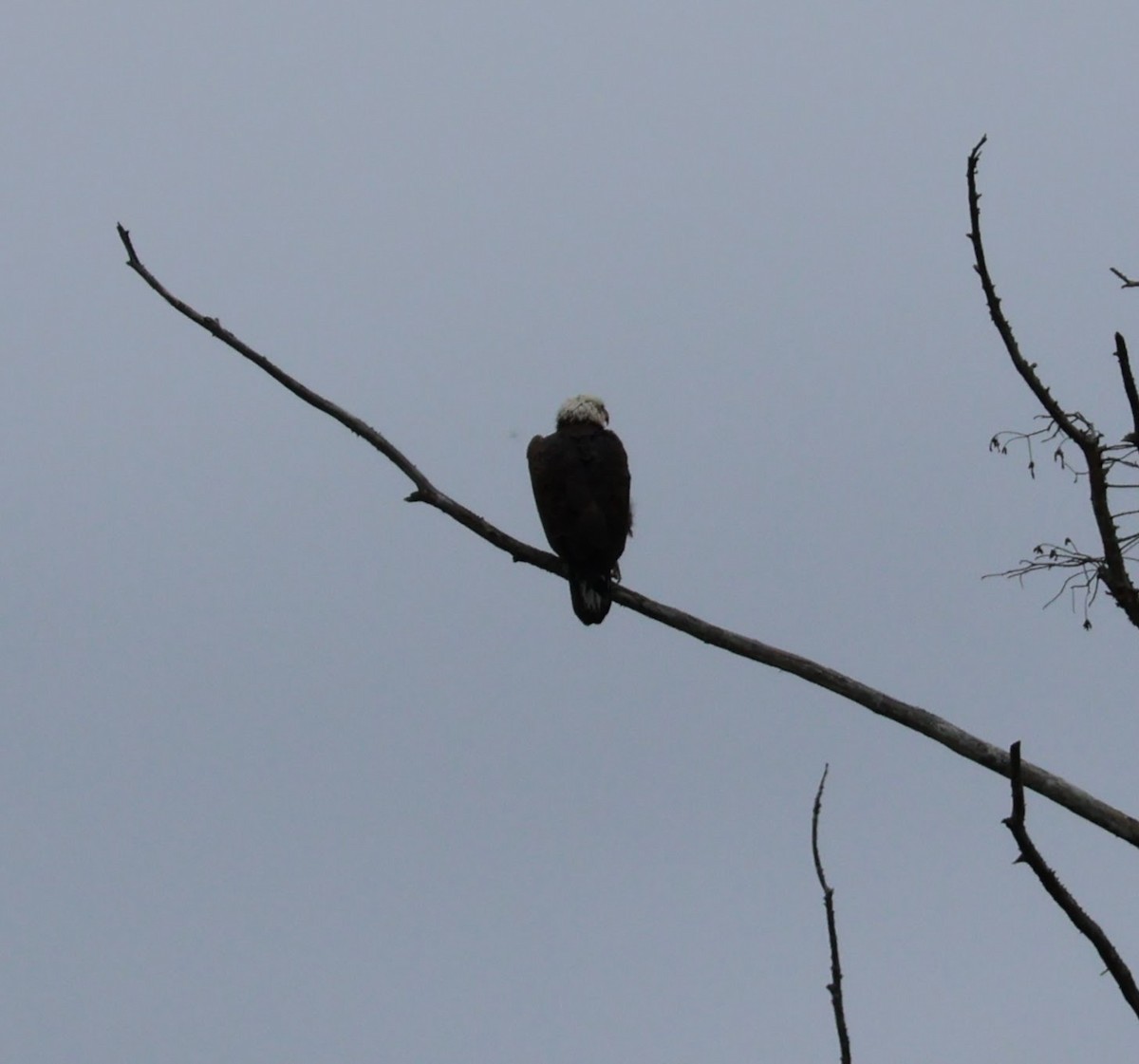 Bald Eagle - ML516188111
