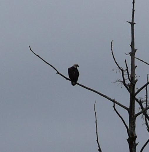 Bald Eagle - ML516188121