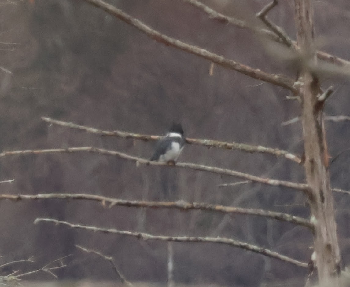 Belted Kingfisher - ML516188251