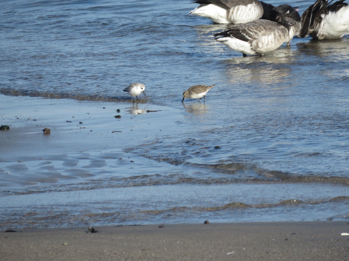 Dunlin - ML516188461