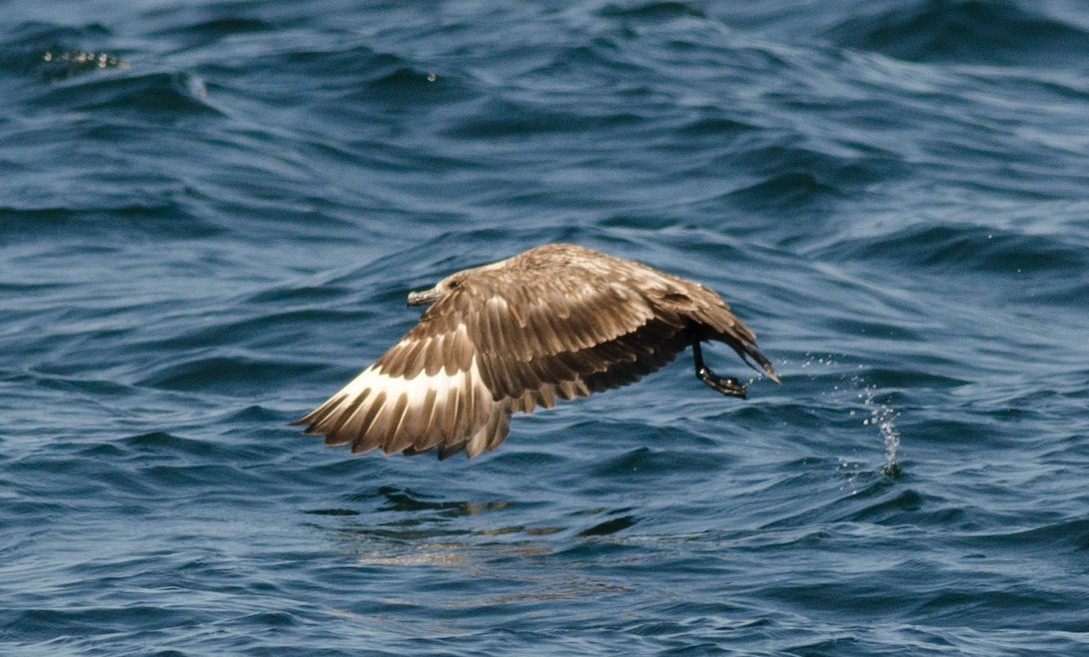 Great Skua - ML51618851