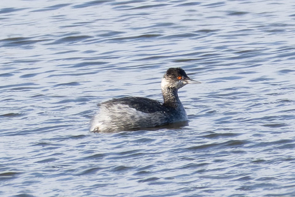 potápka černokrká - ML516188561