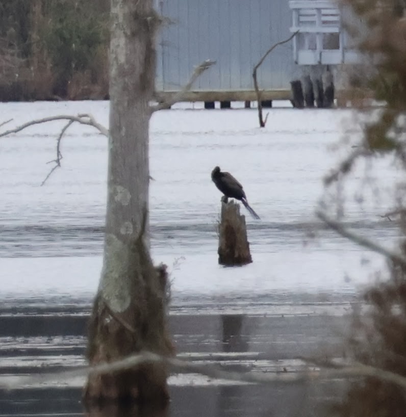 Anhinga - ML516188571