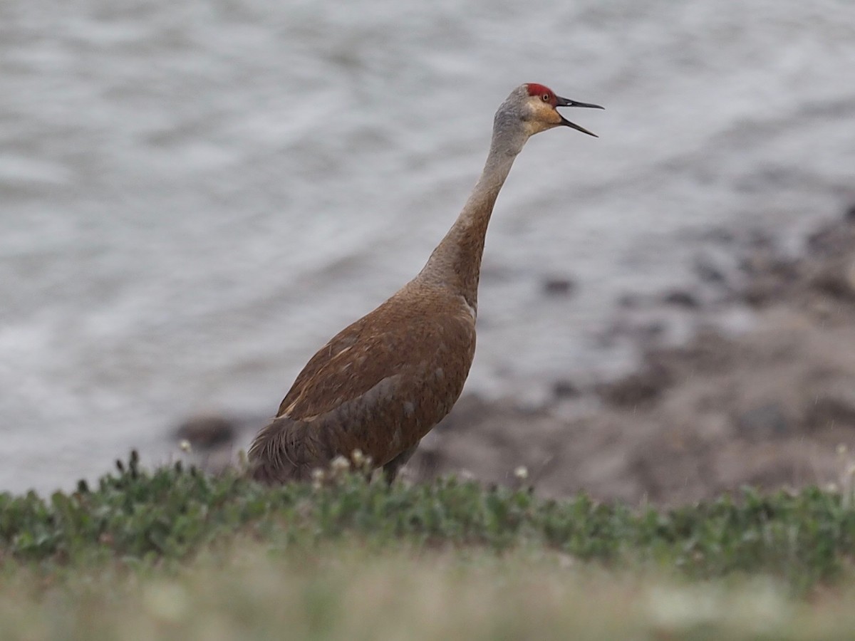 Sandhill Crane - ML516189161