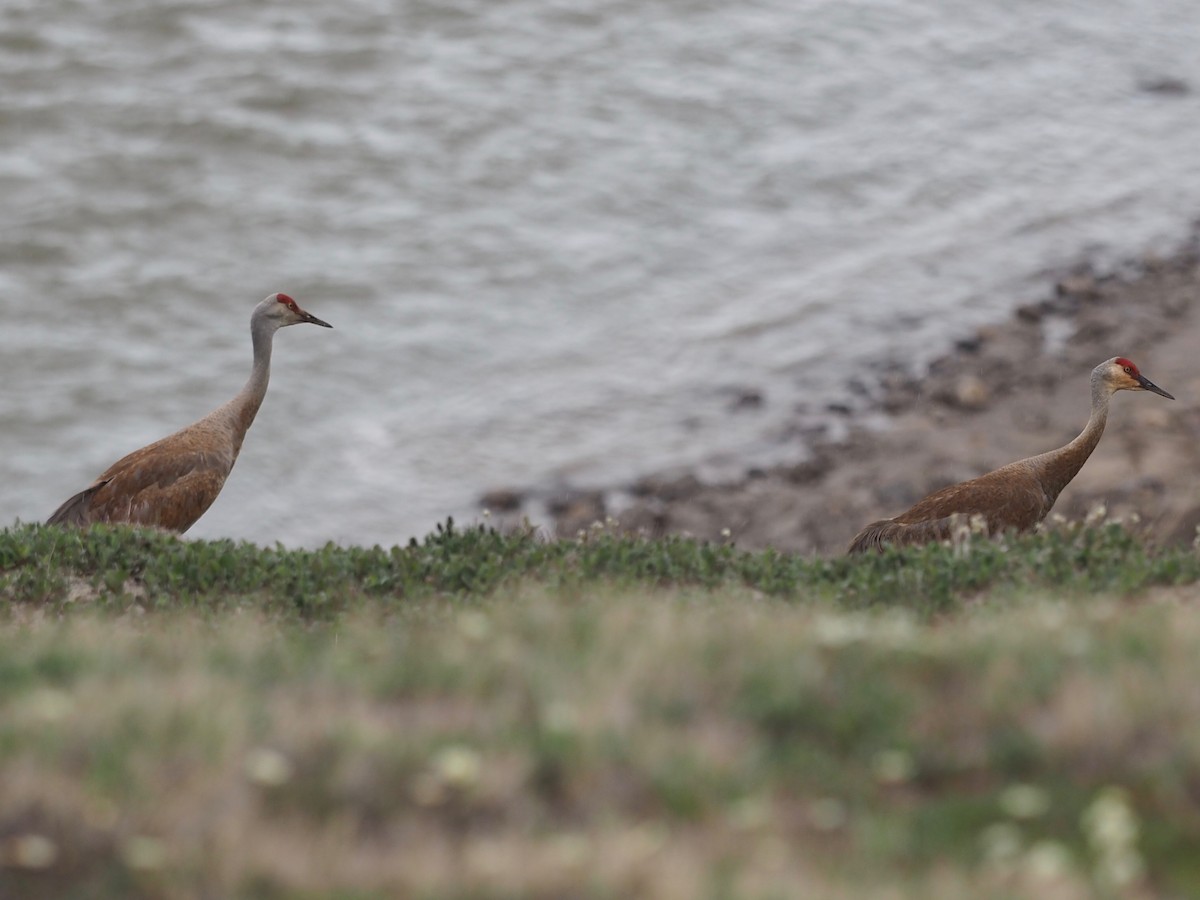 Grulla Canadiense - ML516189191