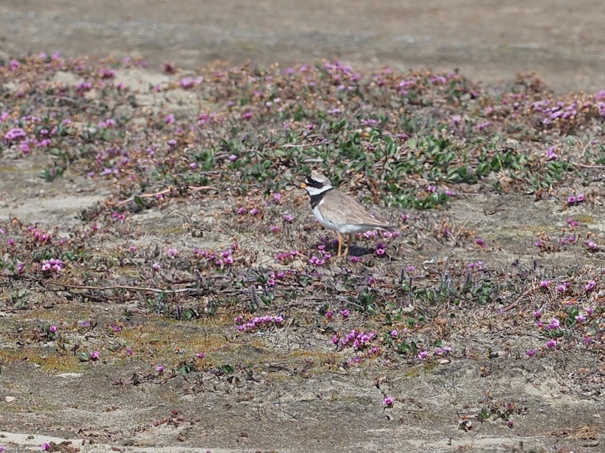 Common Ringed Plover - Thierry Grandmont
