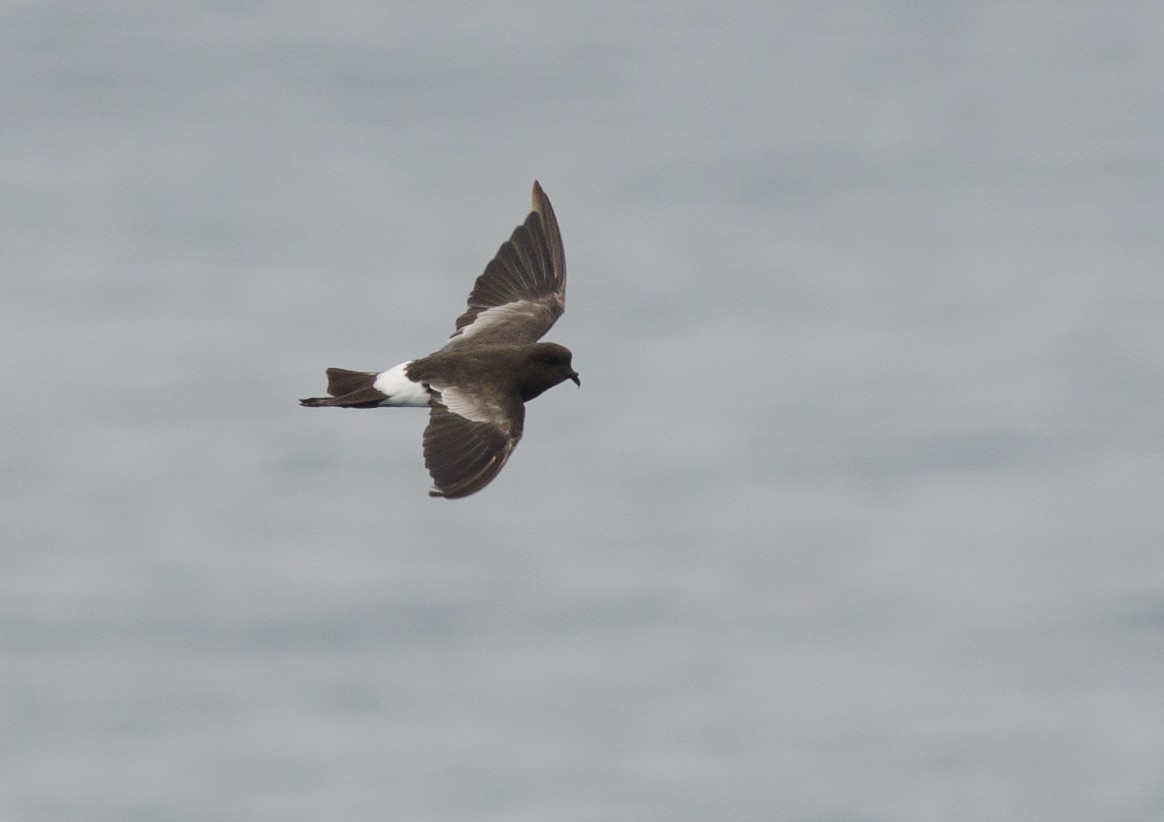 Wilson's Storm-Petrel - ML51618961