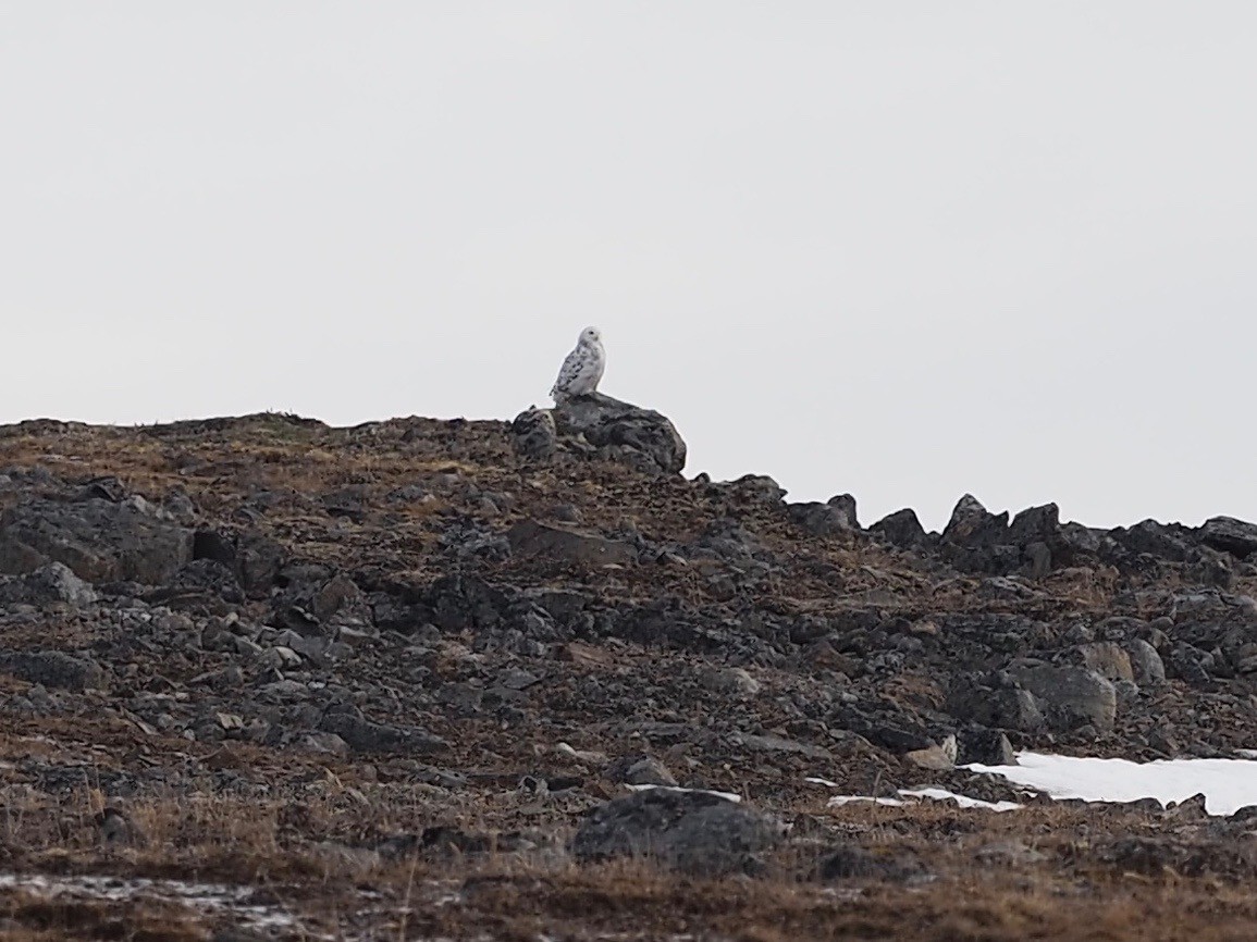 Snowy Owl - ML516190231