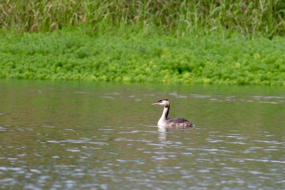 冠鸊鷉 - ML51619121