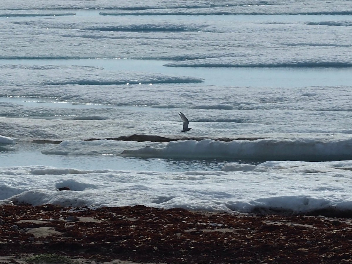 Arctic Tern - ML516191731