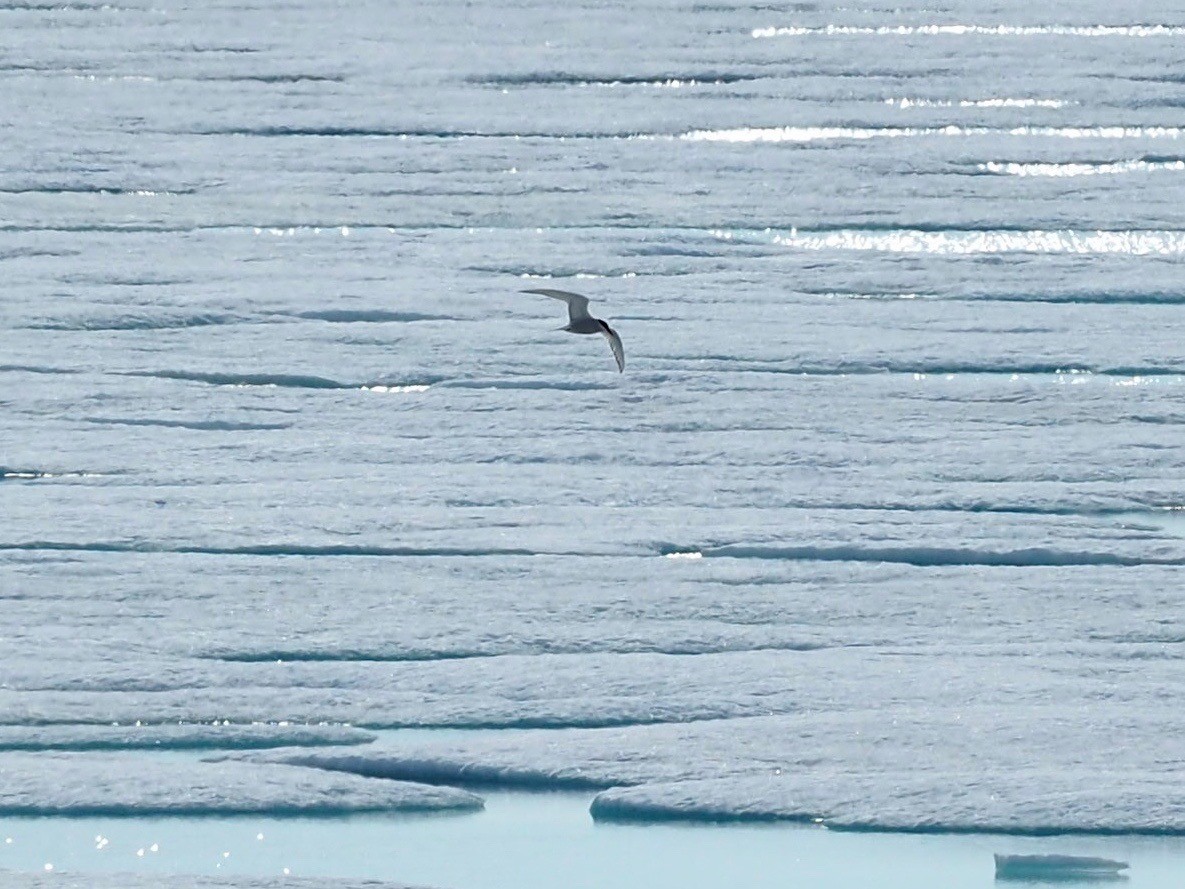 Arctic Tern - ML516191741