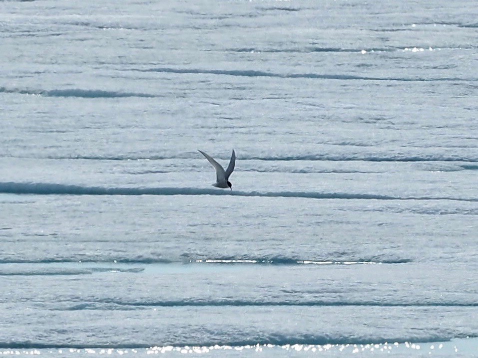 Arctic Tern - ML516191751